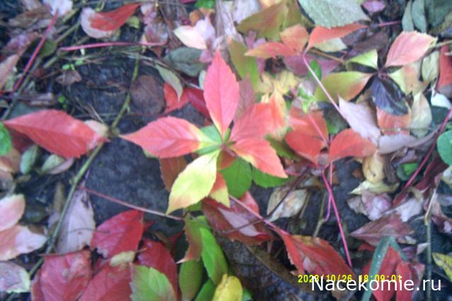 Eva1949 - Дом мечты-души моей воспоминания; 1Abrikoska - Мой гостеприимный дом