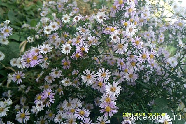 Eva1949 - Дом мечты-души моей воспоминания; 1Abrikoska - Мой гостеприимный дом