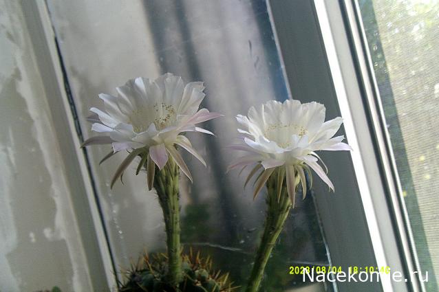 Eva1949 - Дом мечты-души моей воспоминания; 1Abrikoska - Мой гостеприимный дом