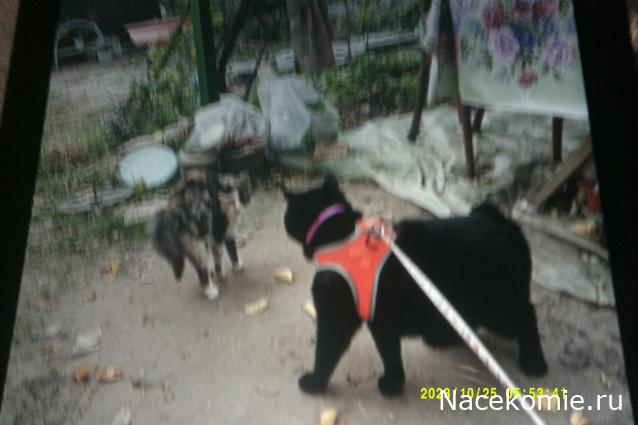 Eva1949 - Дом мечты-души моей воспоминания; 1Abrikoska - Мой гостеприимный дом