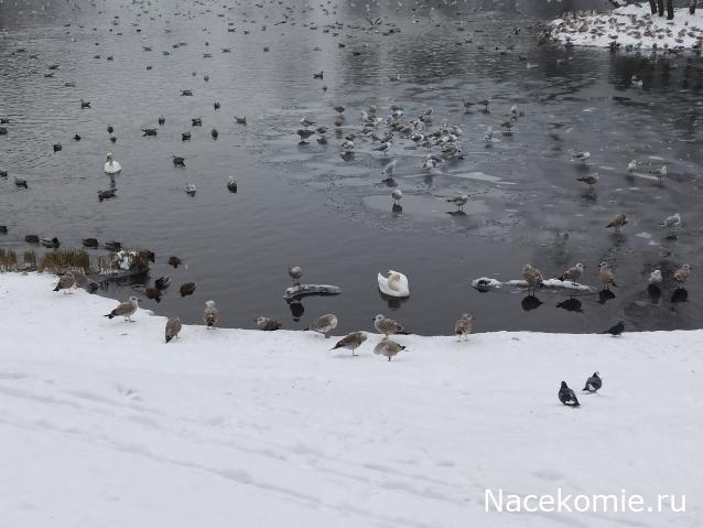 "Живой уголок"