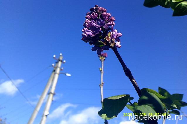 Eva1949 - Дом мечты-души моей воспоминания; 1Abrikoska - Мой гостеприимный дом