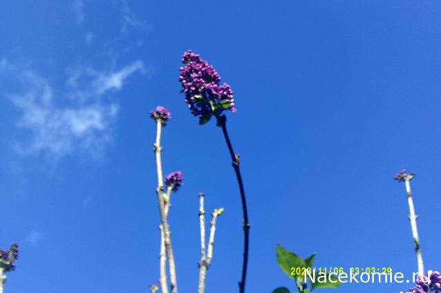 Eva1949 - Дом мечты-души моей воспоминания; 1Abrikoska - Мой гостеприимный дом