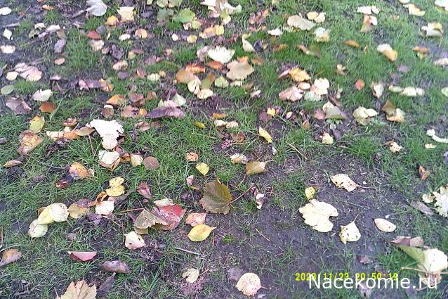 Eva1949 - Дом мечты-души моей воспоминания; 1Abrikoska - Мой гостеприимный дом