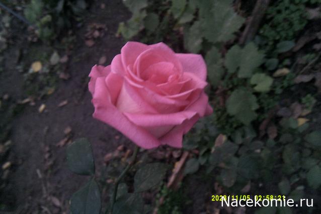 Eva1949 - Дом мечты-души моей воспоминания; 1Abrikoska - Мой гостеприимный дом