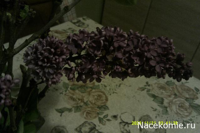 Eva1949 - Дом мечты-души моей воспоминания; 1Abrikoska - Мой гостеприимный дом