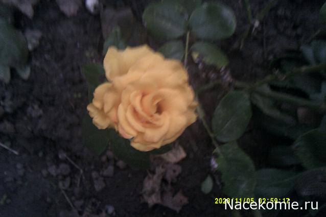 Eva1949 - Дом мечты-души моей воспоминания; 1Abrikoska - Мой гостеприимный дом