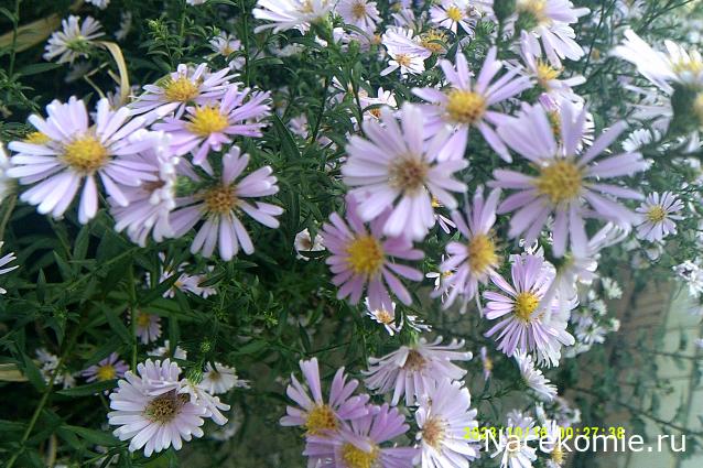 Eva1949 - Дом мечты-души моей воспоминания; 1Abrikoska - Мой гостеприимный дом