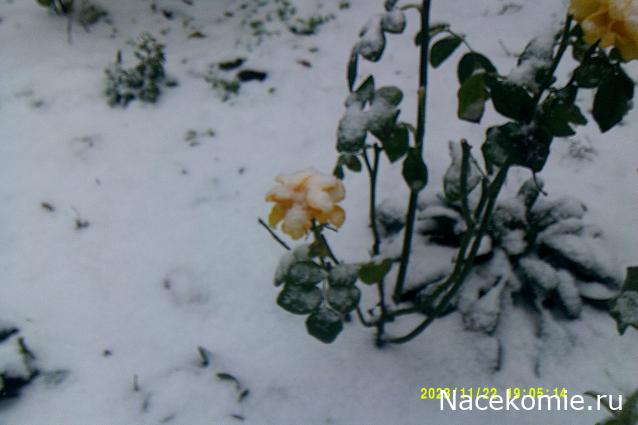 Eva1949 - Дом мечты-души моей воспоминания; 1Abrikoska - Мой гостеприимный дом