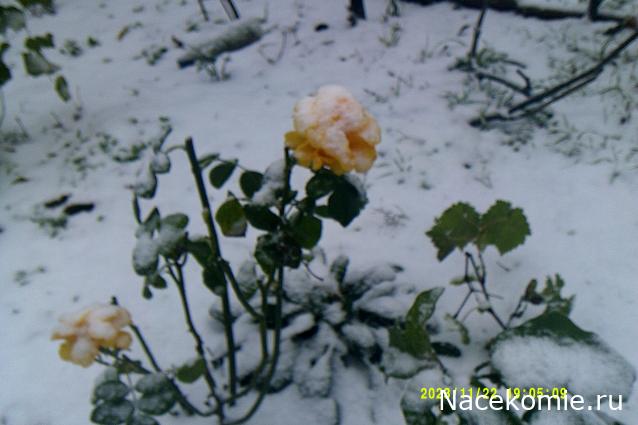 Eva1949 - Дом мечты-души моей воспоминания; 1Abrikoska - Мой гостеприимный дом