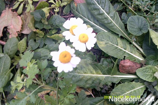 Eva1949 - Дом мечты-души моей воспоминания; 1Abrikoska - Мой гостеприимный дом