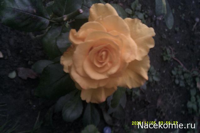 Eva1949 - Дом мечты-души моей воспоминания; 1Abrikoska - Мой гостеприимный дом