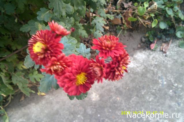 Eva1949 - Дом мечты-души моей воспоминания; 1Abrikoska - Мой гостеприимный дом