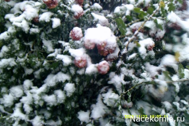 Eva1949 - Дом мечты-души моей воспоминания; 1Abrikoska - Мой гостеприимный дом