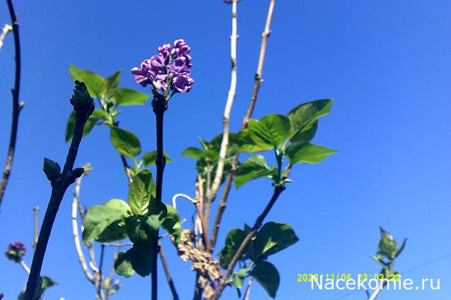 Eva1949 - Дом мечты-души моей воспоминания; 1Abrikoska - Мой гостеприимный дом