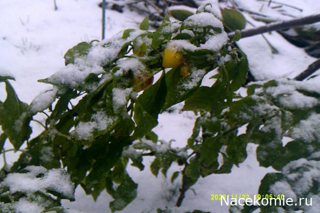 Eva1949 - Дом мечты-души моей воспоминания; 1Abrikoska - Мой гостеприимный дом