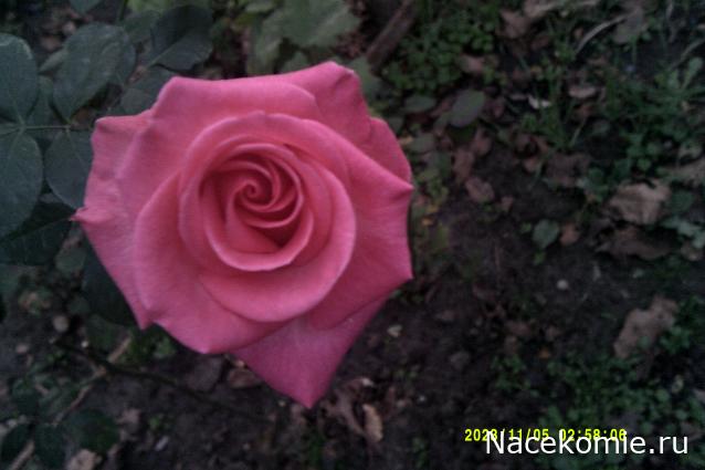 Eva1949 - Дом мечты-души моей воспоминания; 1Abrikoska - Мой гостеприимный дом