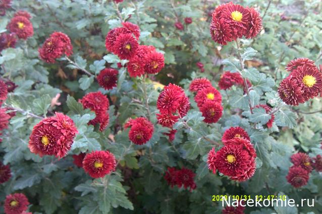 Eva1949 - Дом мечты-души моей воспоминания; 1Abrikoska - Мой гостеприимный дом