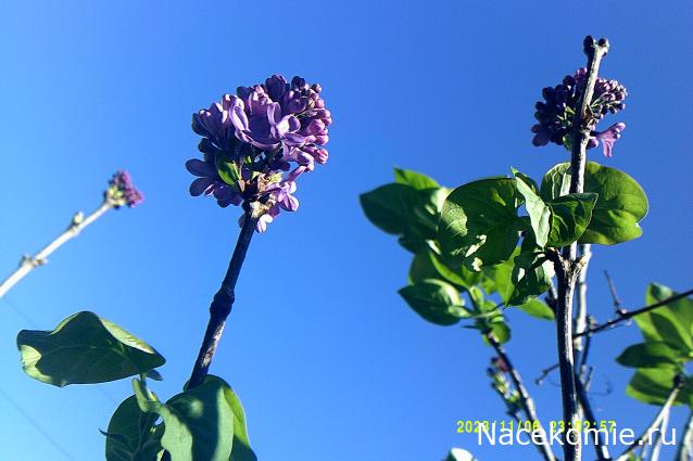 Eva1949 - Дом мечты-души моей воспоминания; 1Abrikoska - Мой гостеприимный дом