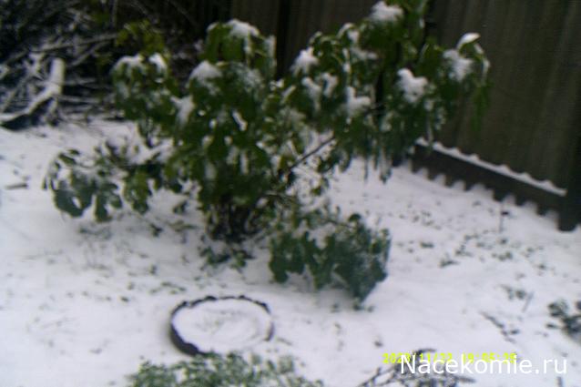 Eva1949 - Дом мечты-души моей воспоминания; 1Abrikoska - Мой гостеприимный дом