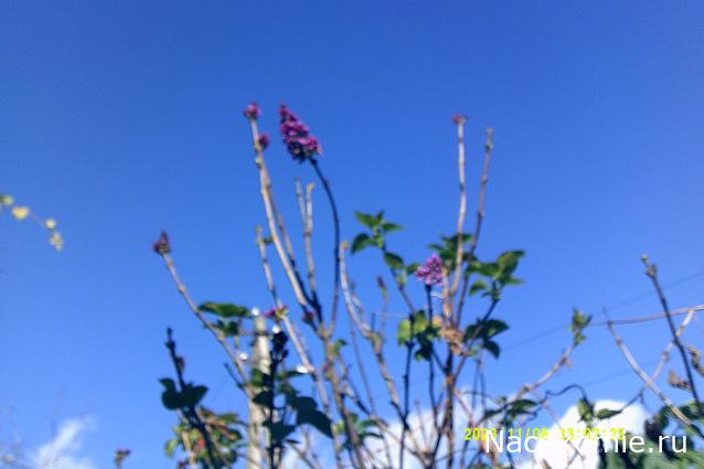 Eva1949 - Дом мечты-души моей воспоминания; 1Abrikoska - Мой гостеприимный дом