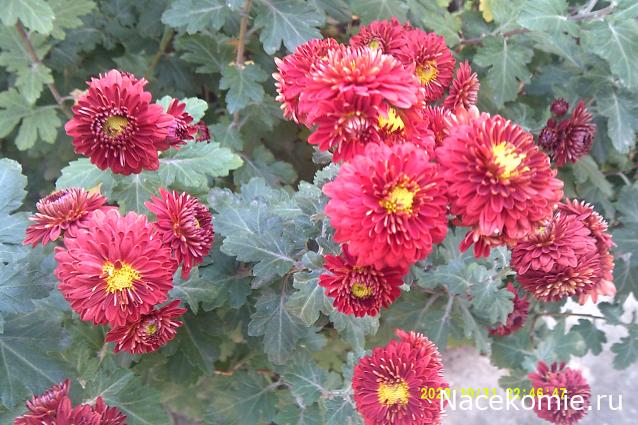 Eva1949 - Дом мечты-души моей воспоминания; 1Abrikoska - Мой гостеприимный дом