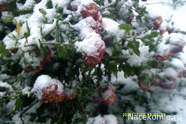 Eva1949 - Дом мечты-души моей воспоминания; 1Abrikoska - Мой гостеприимный дом