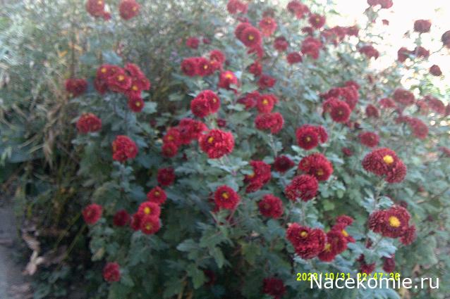 Eva1949 - Дом мечты-души моей воспоминания; 1Abrikoska - Мой гостеприимный дом