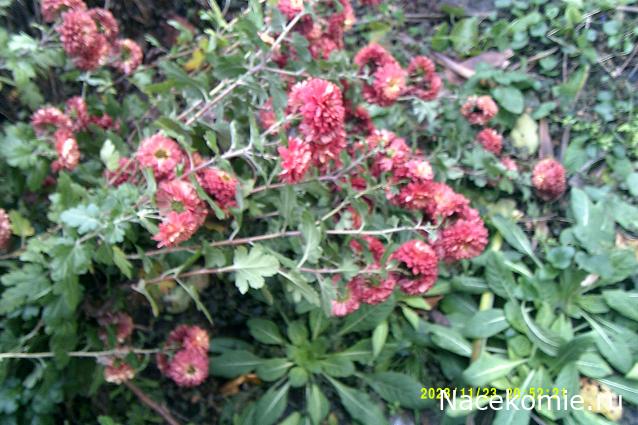 Eva1949 - Дом мечты-души моей воспоминания; 1Abrikoska - Мой гостеприимный дом