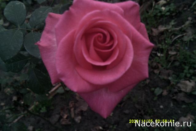 Eva1949 - Дом мечты-души моей воспоминания; 1Abrikoska - Мой гостеприимный дом