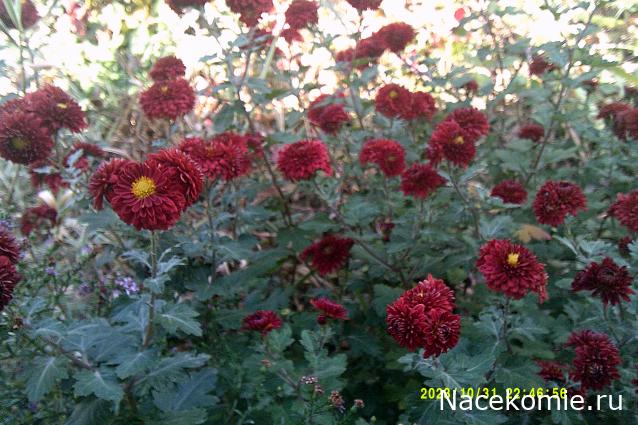 Eva1949 - Дом мечты-души моей воспоминания; 1Abrikoska - Мой гостеприимный дом