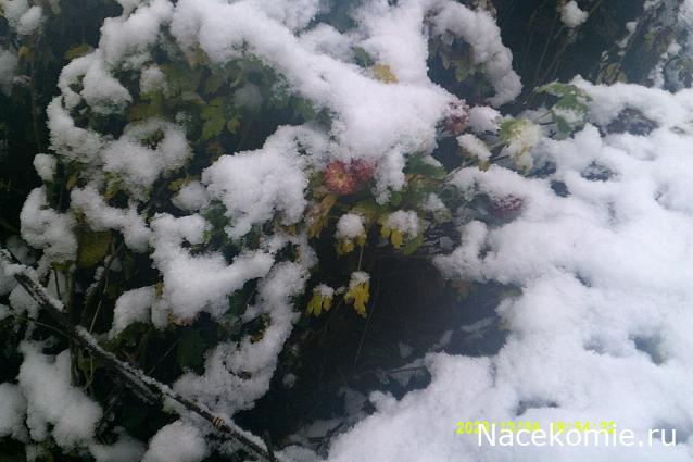 Eva1949 - Дом мечты-души моей воспоминания; 1Abrikoska - Мой гостеприимный дом