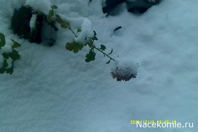 Eva1949 - Дом мечты-души моей воспоминания; 1Abrikoska - Мой гостеприимный дом