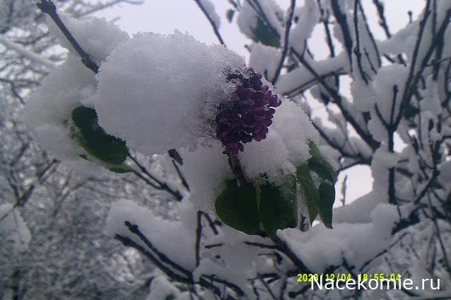 Eva1949 - Дом мечты-души моей воспоминания; 1Abrikoska - Мой гостеприимный дом