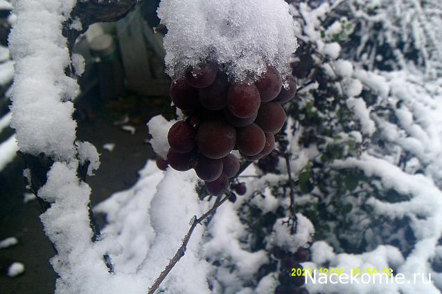 Eva1949 - Дом мечты-души моей воспоминания; 1Abrikoska - Мой гостеприимный дом