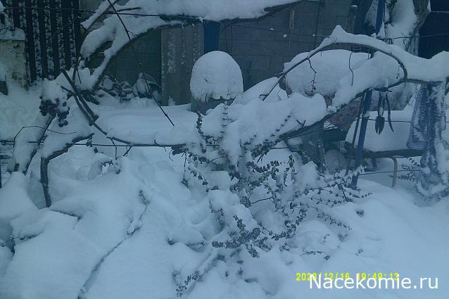 Eva1949 - Дом мечты-души моей воспоминания; 1Abrikoska - Мой гостеприимный дом