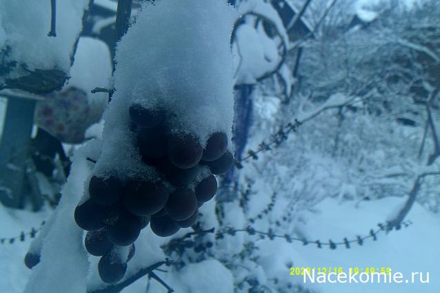 Eva1949 - Дом мечты-души моей воспоминания; 1Abrikoska - Мой гостеприимный дом