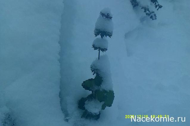 Eva1949 - Дом мечты-души моей воспоминания; 1Abrikoska - Мой гостеприимный дом