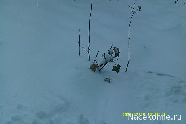 Eva1949 - Дом мечты-души моей воспоминания; 1Abrikoska - Мой гостеприимный дом