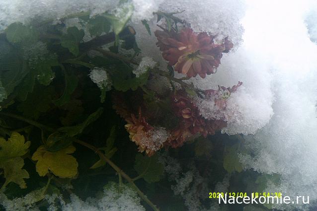 Eva1949 - Дом мечты-души моей воспоминания; 1Abrikoska - Мой гостеприимный дом