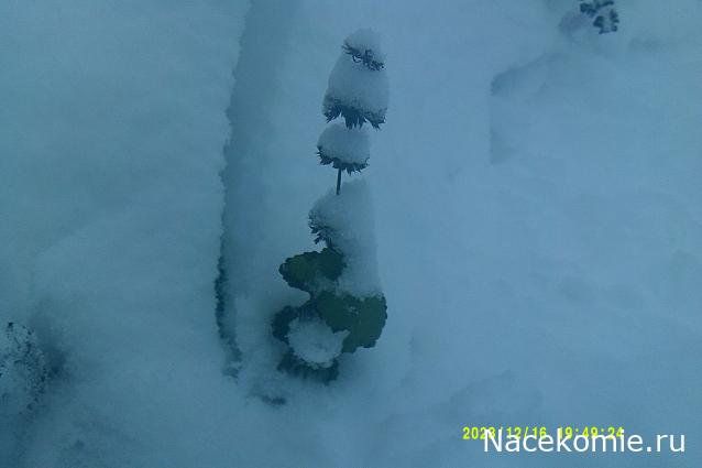 Eva1949 - Дом мечты-души моей воспоминания; 1Abrikoska - Мой гостеприимный дом