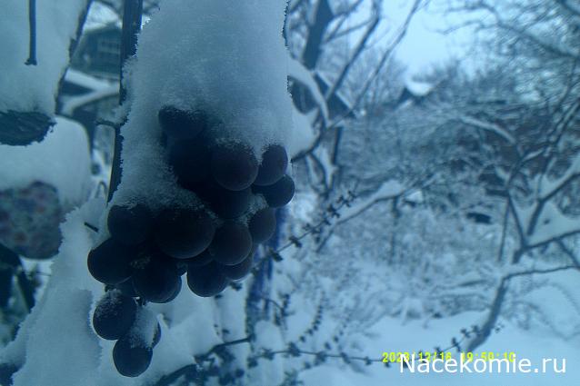 Eva1949 - Дом мечты-души моей воспоминания; 1Abrikoska - Мой гостеприимный дом