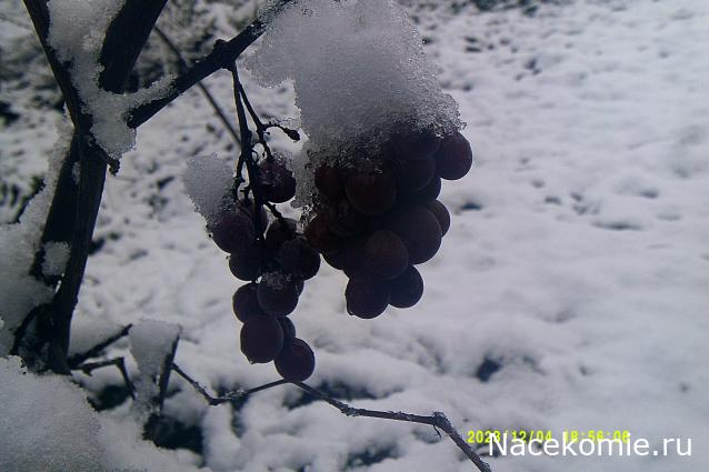 Eva1949 - Дом мечты-души моей воспоминания; 1Abrikoska - Мой гостеприимный дом