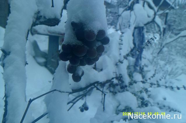 Eva1949 - Дом мечты-души моей воспоминания; 1Abrikoska - Мой гостеприимный дом