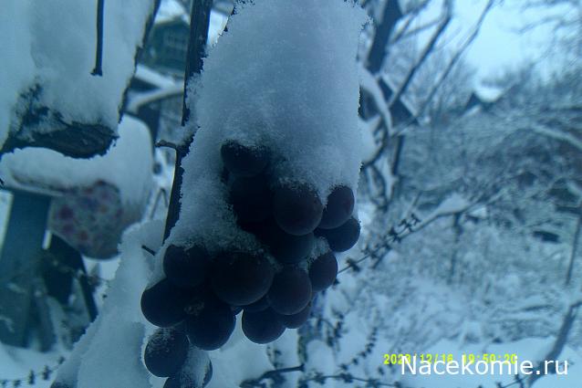 Eva1949 - Дом мечты-души моей воспоминания; 1Abrikoska - Мой гостеприимный дом