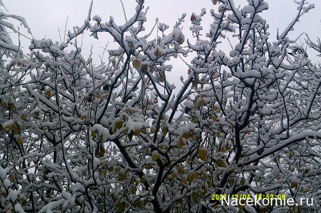 Eva1949 - Дом мечты-души моей воспоминания; 1Abrikoska - Мой гостеприимный дом