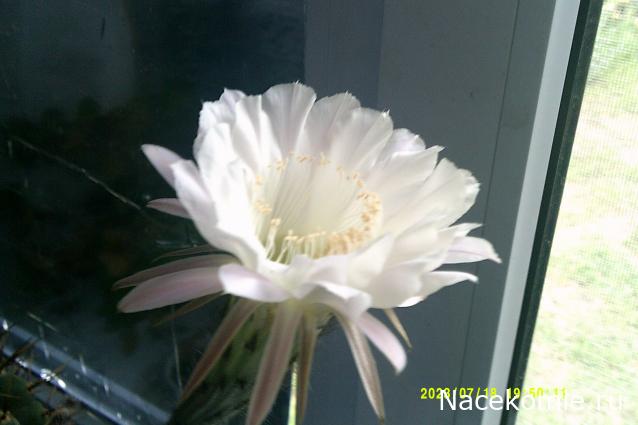 Праздник каждый день - поздравлялка Авторазделов