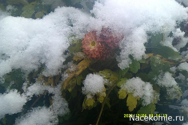 Eva1949 - Дом мечты-души моей воспоминания; 1Abrikoska - Мой гостеприимный дом