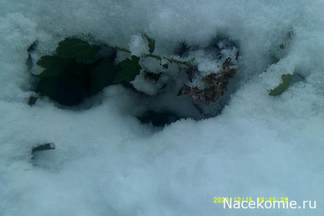 Eva1949 - Дом мечты-души моей воспоминания; 1Abrikoska - Мой гостеприимный дом