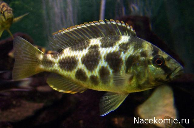 Коллекция alexenamel